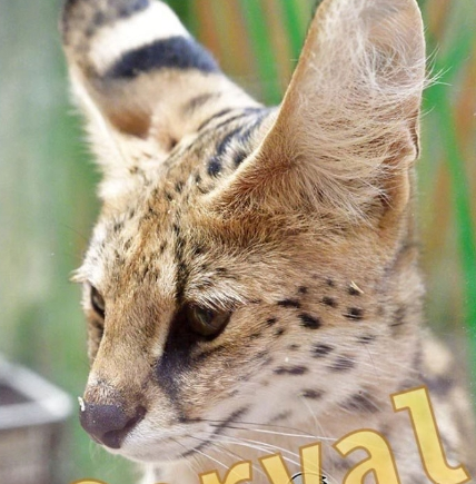 キャプチャ